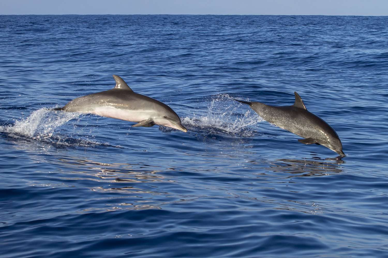 Delfini nel mare di Madeira