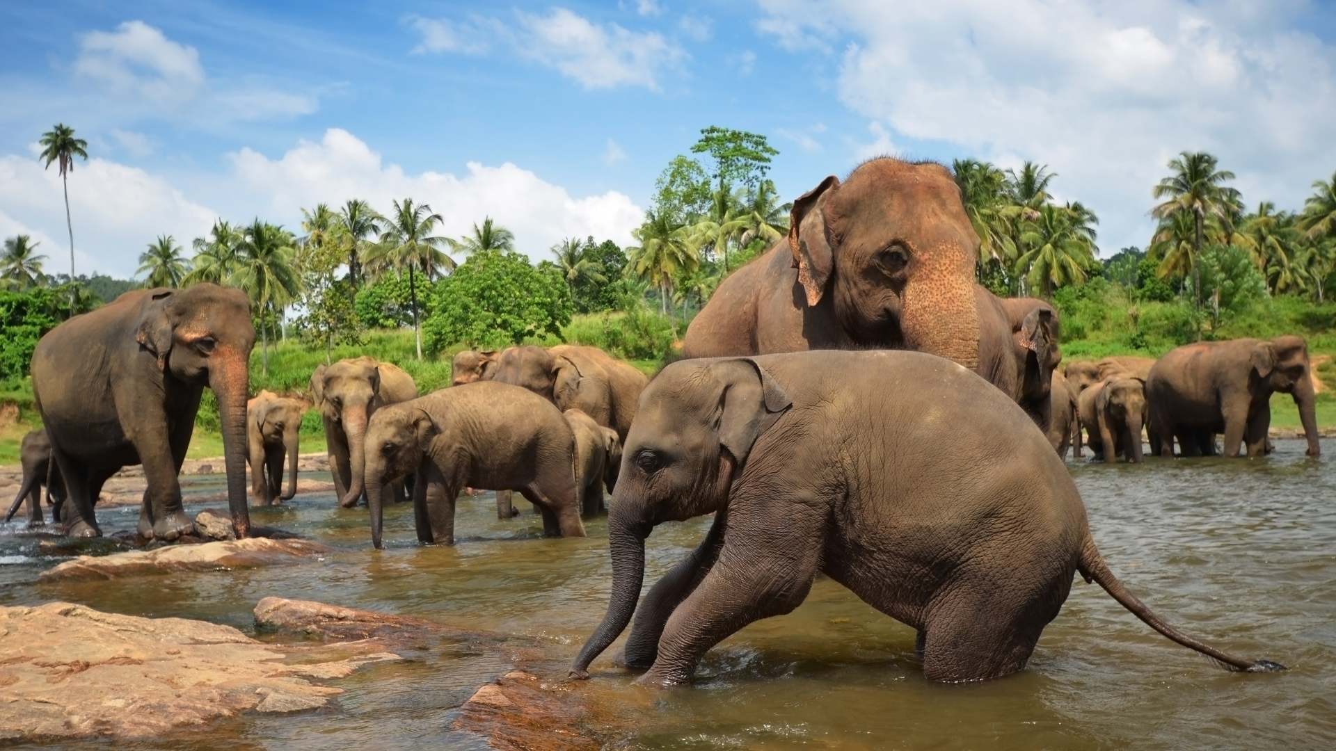 Pinnawala Elephant Orphanage